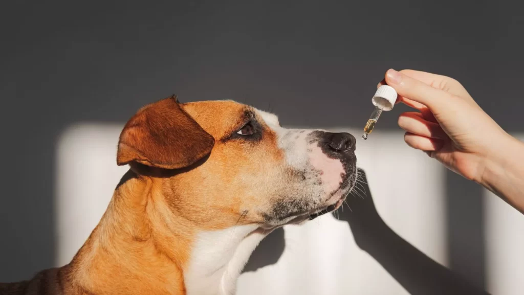 cbd oil benefits for dogs