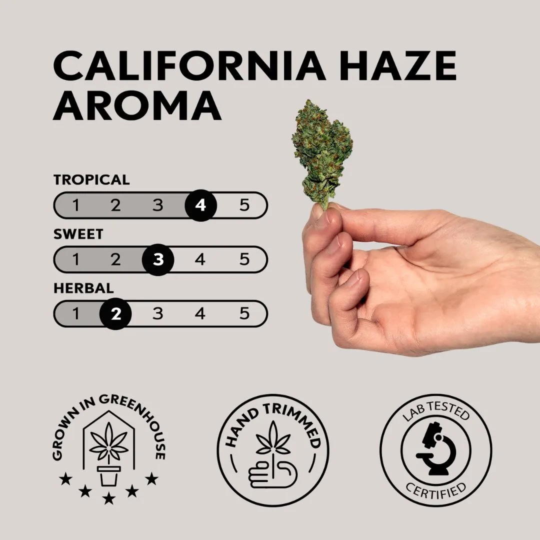 harmonista california haze aroma