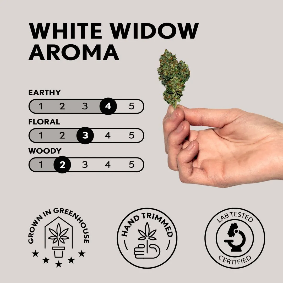 harmonista white widow aroma